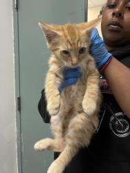 Shelter Stray Male Cat last seen Oakland, CA 94621, Oakland, CA 94601