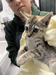 Shelter Stray Female Cat last seen Oakland, CA 94621, Oakland, CA 94601