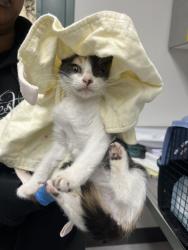 Shelter Stray Female Cat last seen Oakland, CA 94621, Oakland, CA 94601