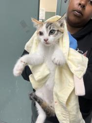Shelter Stray Female Cat last seen Oakland, CA 94621, Oakland, CA 94601
