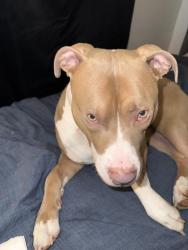 Lost Male Dog last seen South ave, Syracuse, NY 13207