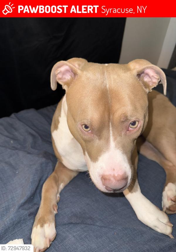 Lost Male Dog last seen South ave, Syracuse, NY 13207