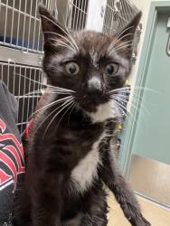 Shelter Stray Male Cat last seen Oakland, CA 94603, Oakland, CA 94601