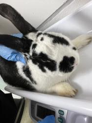 Shelter Stray Male Rabbit last seen Near international blvd, Oakland, CA, Oakland, CA 94601