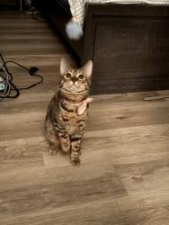 Reunited Female Cat last seen Wedgewood dr, Kitchener, ON N2B 1E7