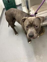 Shelter Stray Male Dog last seen Seattle, WA 98108, Seattle, WA 98119