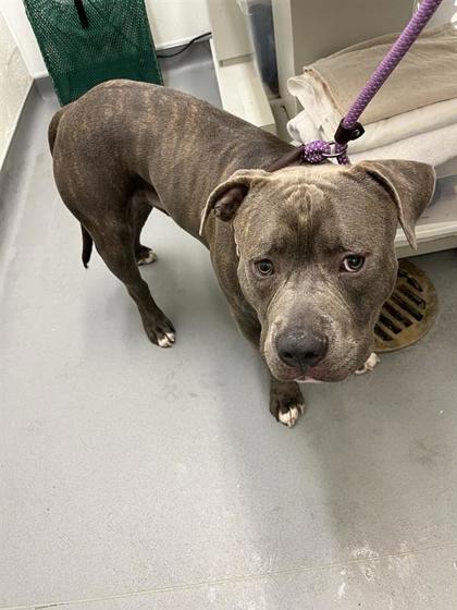 Shelter Stray Male Dog last seen Seattle, WA 98108, Seattle, WA 98119