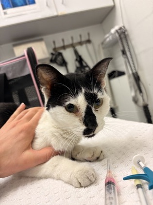 Shelter Stray Female Cat last seen Seattle, WA 98119, Seattle, WA 98119