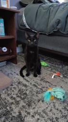 Lost Male Cat last seen Corner of Chestnut and Weldon, Montoursville, PA 17754