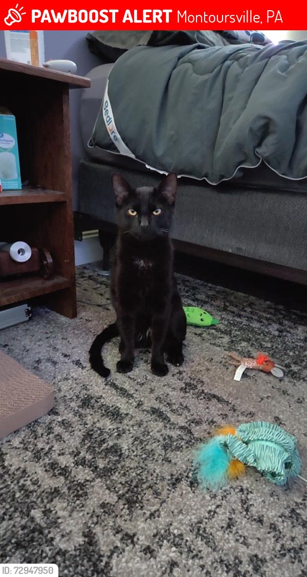 Lost Male Cat last seen Corner of Chestnut and Weldon, Montoursville, PA 17754