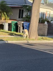 Found/Stray Unknown Dog last seen Delta and Hill in Long Beach, Long Beach, CA 90810