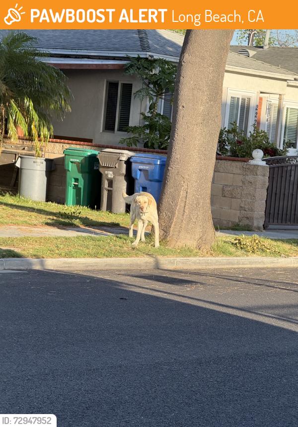 Found/Stray Unknown Dog last seen Delta and Hill in Long Beach, Long Beach, CA 90810