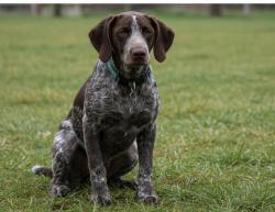 Reunited Unknown Dog last seen Kroger , Augusta, GA 30909