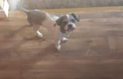 Reunited Male Dog last seen Sw Conestoga Dr, Beaverton, OR 97005