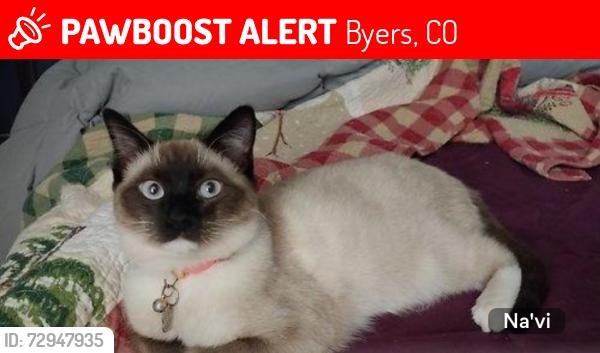 Lost Female Cat last seen E. Co Rd 42 & Ridge Road, Byers, CO 80103