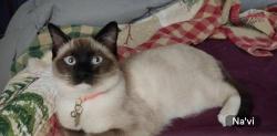 Lost Female Cat last seen E. Co Rd 42 & Ridge Road, Byers, CO 80103