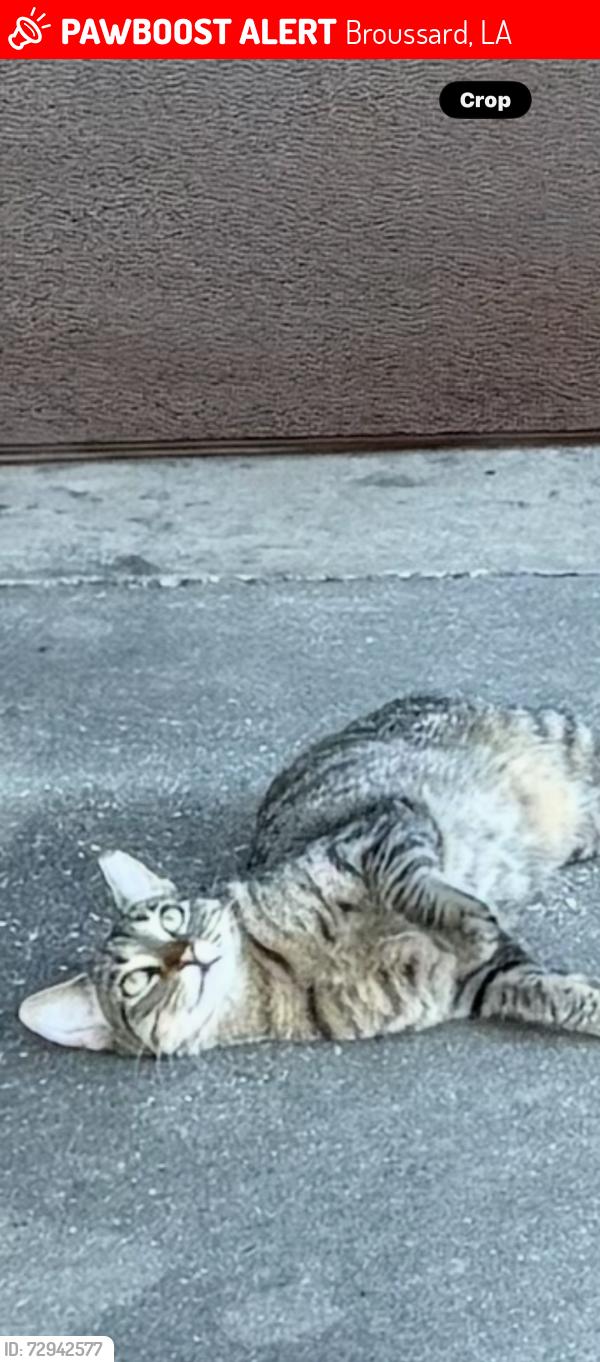 Lost Female Cat last seen Overbrook drive in Southfield subdivision n Broussard la. , Broussard, LA 70518