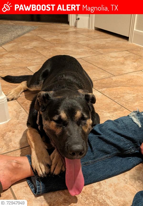 Lost Male Dog last seen 171n Vershire Circle , Magnolia, TX 77354