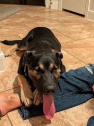 Lost Male Dog last seen 171n Vershire Circle , Magnolia, TX 77354