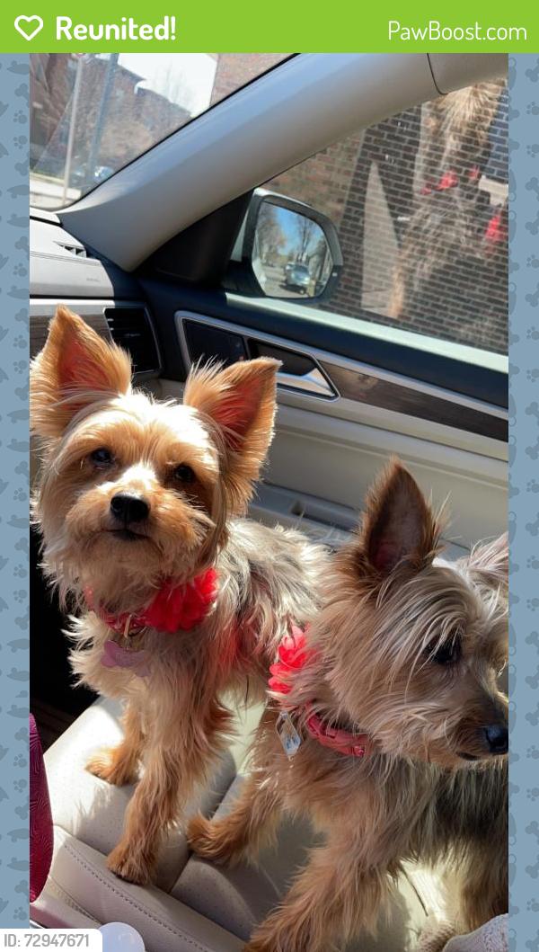 Reunited Female Dog last seen East 6th st and Forest Street, Saint Paul, MN 55106