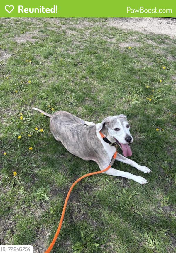 Reunited Male Dog last seen Charlevoix and Fischer, Detroit, MI 48214