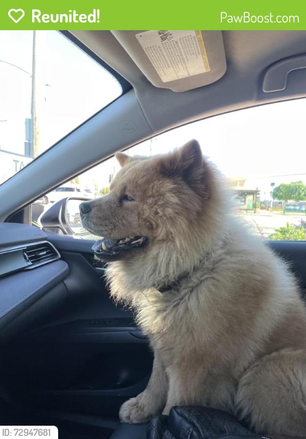 Reunited Male Dog last seen Grand Ave, Covina, CA, USA, Covina, CA 91723