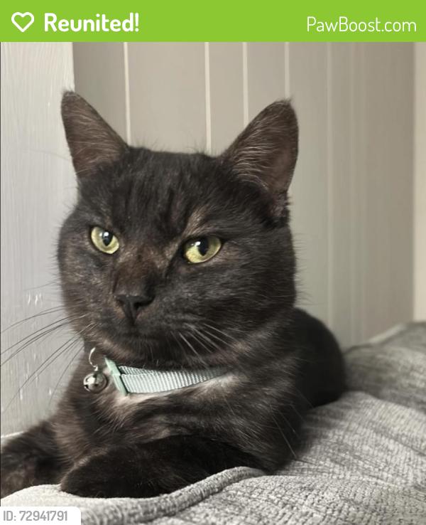 Reunited Male Cat last seen Behind Mountain City McDonalds , Mountain City, TN 37683