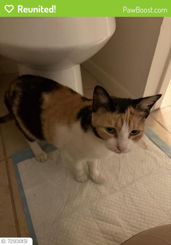 Reunited Female Cat last seen Near County Rd 949B, Alvin, TX 77511