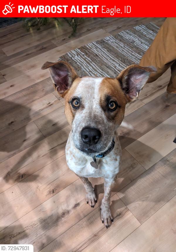 Lost Male Dog last seen South of W Beacon Light Rd between Ballantyne and Eagle, Eagle, ID 83616