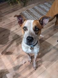 Lost Male Dog last seen South of W Beacon Light Rd between Ballantyne and Eagle, Eagle, ID 83616