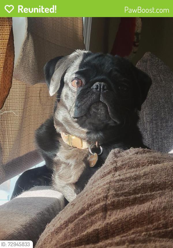 Reunited Female Dog last seen Near pickett ct spotsylvania va , Spotsylvania Courthouse, VA 22551