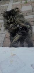 Lost Female Cat last seen Last seen near Pike Run Road entrance by McElroy Lane, Montgomery, NJ 08502