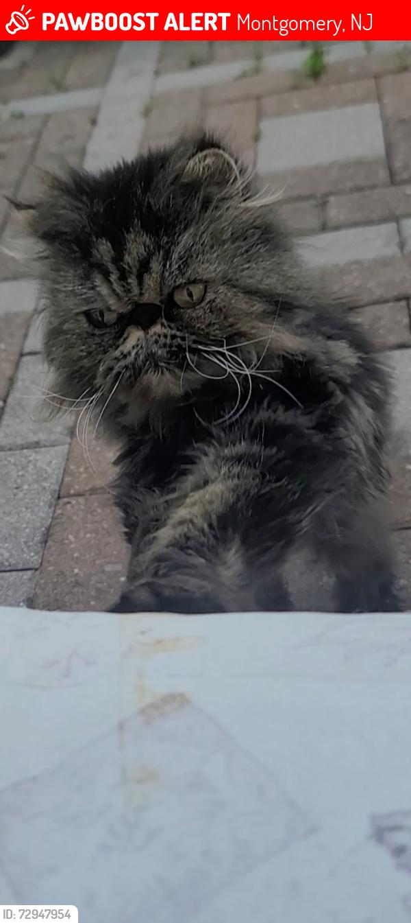 Lost Female Cat last seen Last seen near Pike Run Road entrance by McElroy Lane, Montgomery, NJ 08502