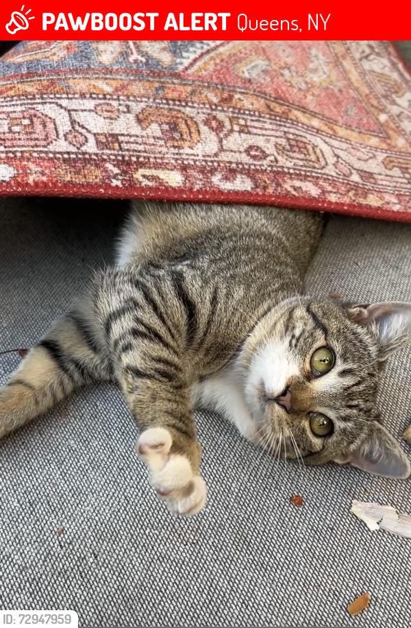 Lost Female Cat last seen Rockaway blvd, Queens, NY 11420