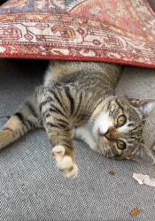 Lost Female Cat last seen Rockaway blvd, Queens, NY 11420