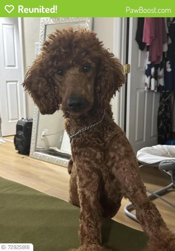 Reunited Female Dog last seen Hartmann Lane Area, Belleville, IL 62221