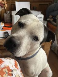 Reunited Male Dog last seen Sandia Mountain Ranch , Tijeras, NM 87059