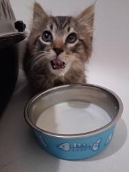 Found/Stray Male Cat last seen Old berzelia, arbor springs neighborhood , Grovetown, GA 30813