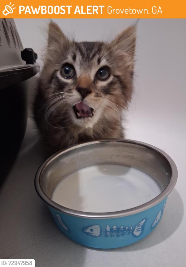 Found/Stray Male Cat last seen Old berzelia, arbor springs neighborhood , Grovetown, GA 30813