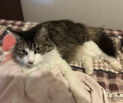 Reunited Female Cat last seen Pearce St and Almond St, Caulfield South, VIC 3162