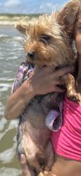 Lost Female Dog last seen Near Eden Ranch, Canyon Lake, TX, New Braunfels, TX 78133