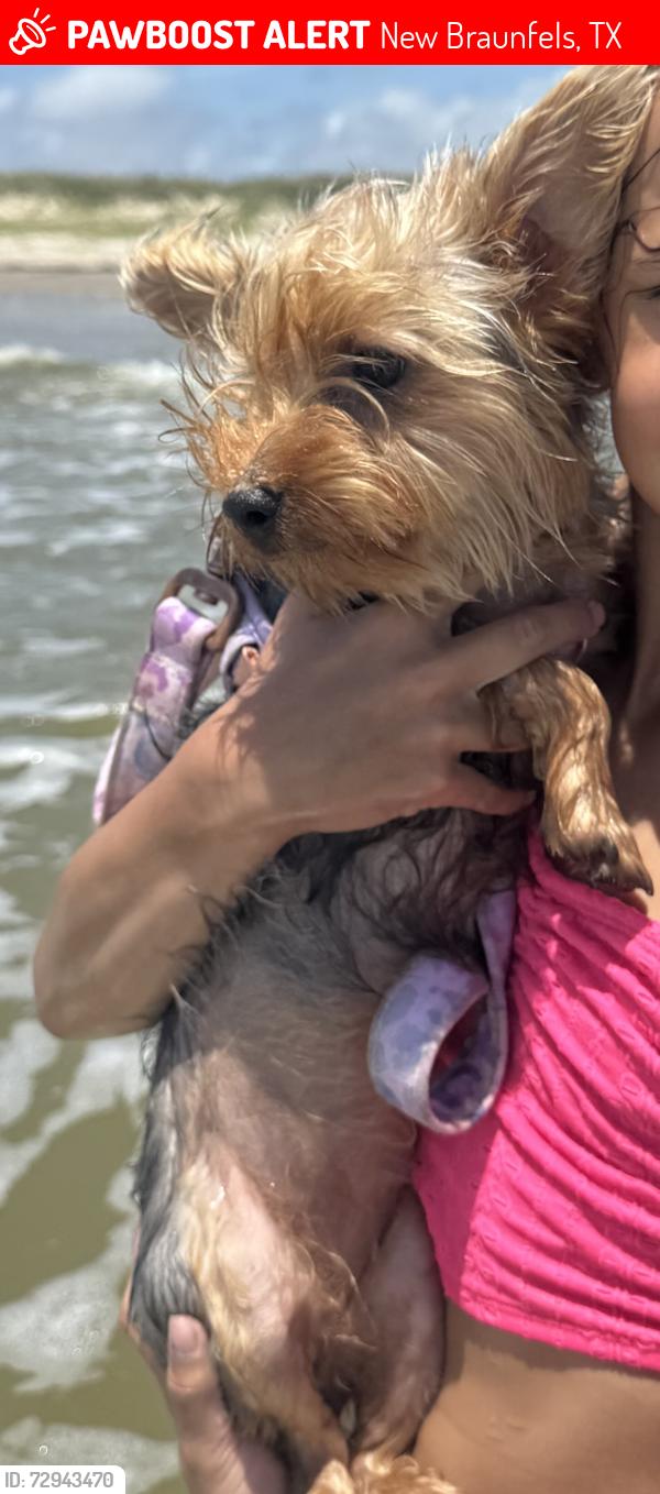 Lost Female Dog last seen Near Eden Ranch, Canyon Lake, TX, New Braunfels, TX 78133