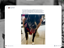 Reunited Female Dog last seen Near FM 830, Willis, TX 77318