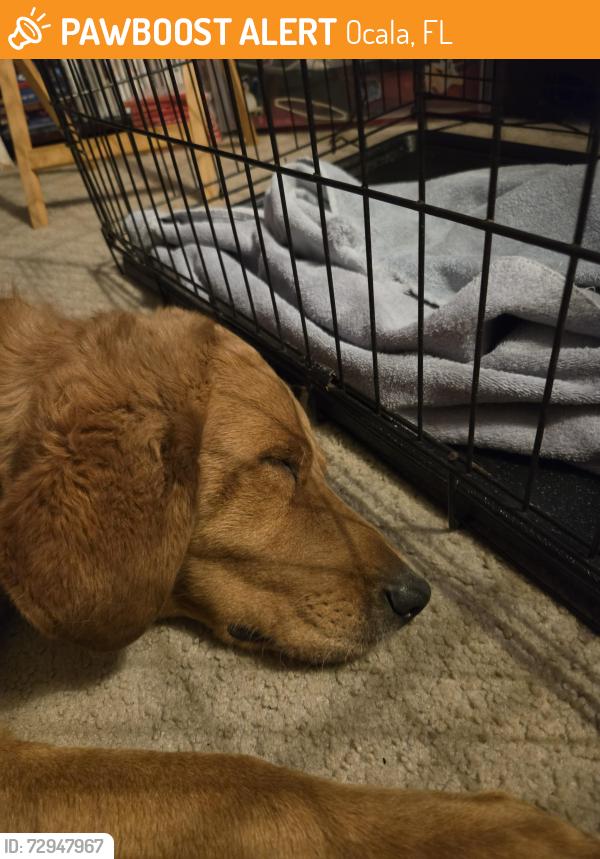 Found/Stray Male Dog last seen Near Southwest 38th Avenue, Marion County, FL 34476, Ocala, FL 34476
