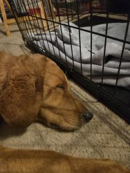 Found/Stray Male Dog last seen Near Southwest 38th Avenue, Marion County, FL 34476, Ocala, FL 34476