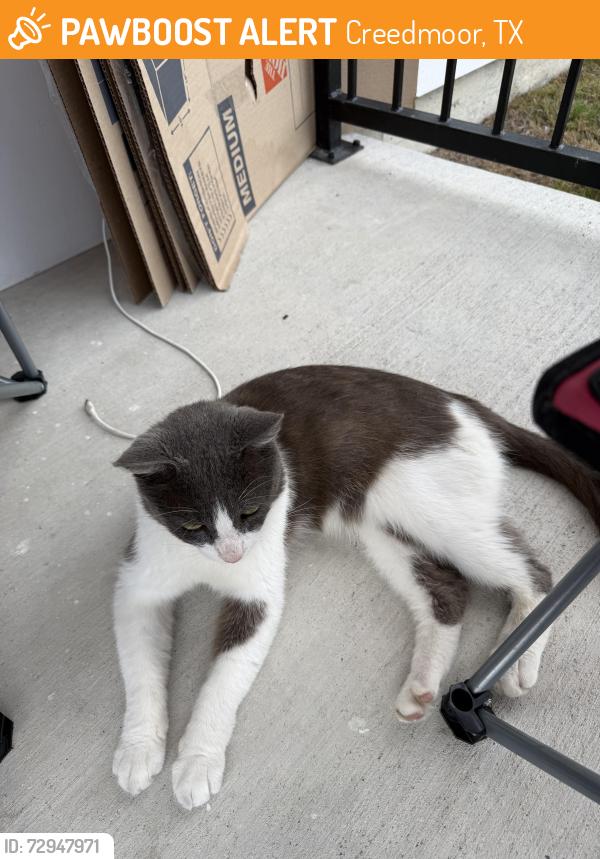 Found/Stray Unknown Cat last seen Patio, Creedmoor, TX 78610