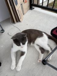 Found/Stray Unknown Cat last seen Patio, Creedmoor, TX 78610