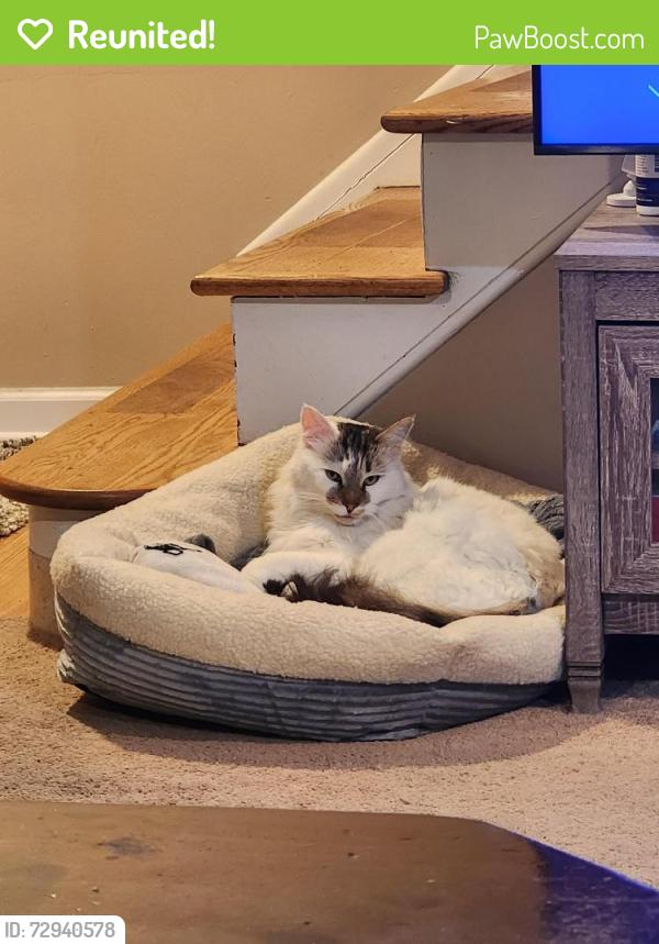 Reunited Male Cat last seen Memphis and Ridge , Cleveland, OH 44144