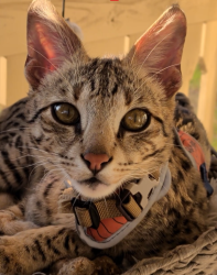 Lost Male Cat last seen Horizon South, Panama City Beach, FL 32413