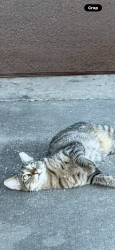 Lost Female Cat last seen Southfield subdivision in Broussard la. , Broussard, LA 70518